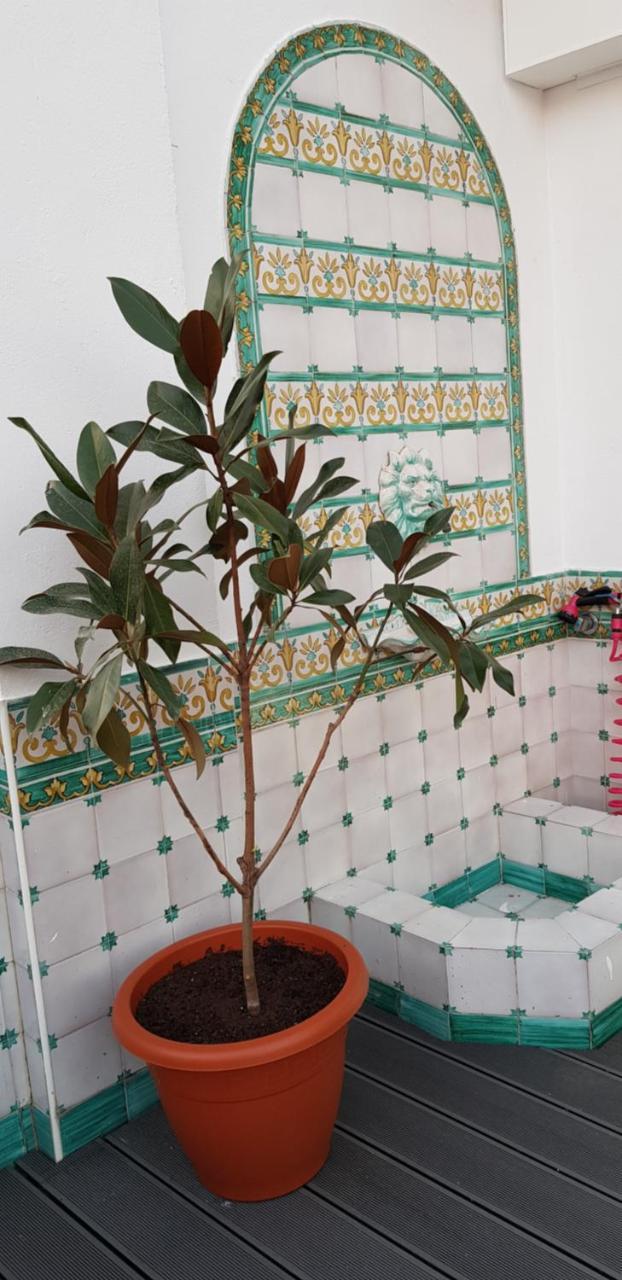 Lux Home - Sierpes Terrace Sevilla Kültér fotó